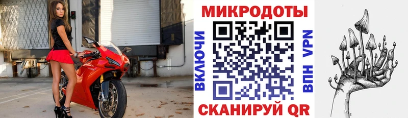 Псилоцибиновые грибы Psilocybe  Тимашёвск 